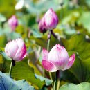 서오지리연꽃마을 이미지