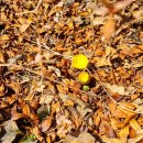 1270 | 오지산행후기(1270차) 복수초 2025.02.11(화)