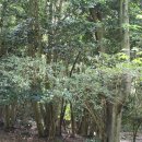 쌍계사 상록수림 이미지