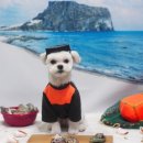 강아지풍경 이미지