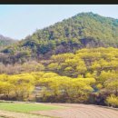 3월28일(목) 제380차 주중산행 경북의성금성산,비봉산산행 이미지
