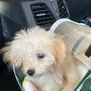 에브리데이 펫 | [반려용품 추천] 펫마트 에브리데이 트릿 북어 트릿 급여 후기