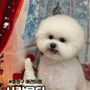 사랑옵다 | [중랑구] 강아지 미용샵 사랑옵다 실제 방문 내돈내산 리뷰