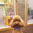 뿌나애견 이미지