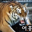 호랑이 이미지
