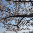 용성공원 | 수원 벚꽃 명소 추천 만석공원 수원데이트 추천 수원 피크닉 주차꿀팁 용성통닭 후기