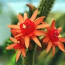 여우꼬리 이미지