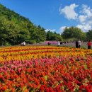 가을 축제 이미지