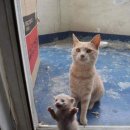 나만고양이없어 이미지