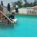 도그베이 이미지