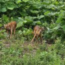 벌꿀농장 이미지