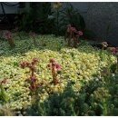 바위솔민박 이미지