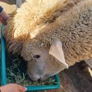 배울목장 이미지