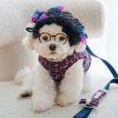 멍멍플라워 이미지