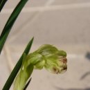 피기피기 이미지