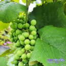 포도가 있는 풍경 이미지