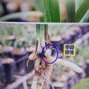 두화단엽 이미지