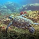 거북공원-2 이미지