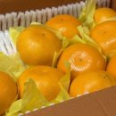 몽귤몽귤농원 이미지