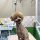 도그플러스 애견미용 이미지