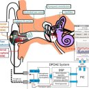 이음히어링 | 정읍보청기, 귀가 스스로 내는 소리, 이음향방사(OAE검사)란?