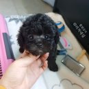 실버리치 이미지