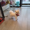 강아지 이발소 이미지