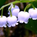 포도향기 이미지