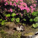 팜밸리리조트 | 제주도 남쪽 수영장 숙소 추천 서귀포 팜밸리풀빌라리조트 코코스빌 스탠다드 후기