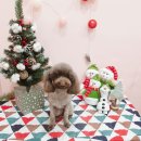 왈왈이발소 이미지