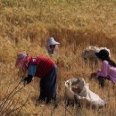 보리타작 이미지