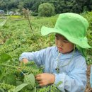 도담유치원 | 동탄 숲유치원 추천(도담도담숲유치원, 도담도담숲에서행복한아이들)