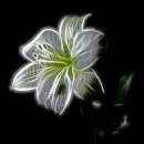 LILY(릴리)