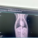 둘리동물병원 | 송도 24시 동물병원, 전문적인 치료를 원하시면 [오케이 동물메디컬센터]