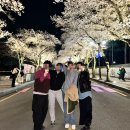 [1박2일 경주 우정여행]🌸 뚜벅이여행 2024 경주벚꽃축제 경주벚꽃개화 경주벚꽃길 대릉원벚꽃 황리단길...