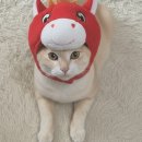 힘찬동물병원 이미지