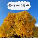 은행나무로 | 가을 여행지 추천! 원주 반계리 은행나무, 가족 단풍놀이 후기