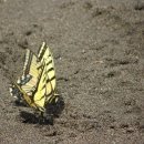 모나크(MONARCH)