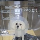 Helix ADI Center : 헬릭스 영상진단센터 | 강아지MRI 찍는과정,주의사항 : 부평스카이동물병원