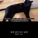 다홍번역