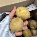 산지직송농산물 | [에이블리] 김박사농산물 포슬포슬 햇감자 산지직송 제철 감자 1kg 후기 | 수미감자 햇감자