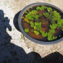 백장암 소장 범종 이미지