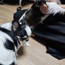 양평특수견 | 서종강아지교배횡성과홍천애견출장교배 후기