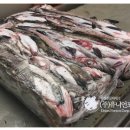 명태·고등어는 줄고 대왕오징어는 폭증, 수산물 수입 구조 흔들린다. 이미지