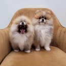 뭉치켄넬 이미지