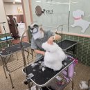 애견종합동물병원