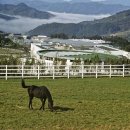 상영목장 이미지