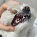 애견구루머 | 강아지치석제거 집에서도 쉽게 이빨관리하는 방법 3가지 광고X