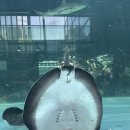 대동보조기 이미지