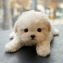 도그플러스 동물병원(미유펫 대구점) 이미지